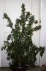 BlueRipper-BX1-P5-Day52-Harvest-1.JPG