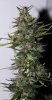 BlueRipper-BX1-P5-Day52-Harvest-2.JPG