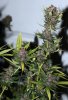 ColumbianGold-P1-Day54-Harvest-2.JPG