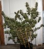 ColumbianGold-P1-Day54-Harvest-1.JPG