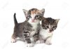 10452519-adorable-kitten-auf-weißem-hintergrund.jpg