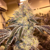wedding-cake-clones-for-sale-jungle-boys-maine-flowering-plant.png