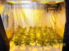 purple urkle veg week 5 019.jpg