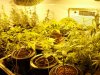 bloomin right after other light installed.JPG