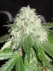 dominion skunk flower (4).JPG