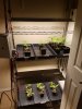 seedling chamber1.jpg