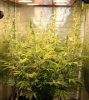 BRxSK7-F1-Male-Day21-Harvest-1.JPG