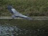 BLUE HERON IN FLIGHT.jpg