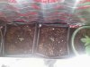 bag seed day 3.jpg