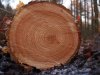 Tree_rings.jpg.653x0_q80_crop-smart.jpg