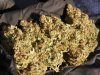 dried granny skunk (6).JPG