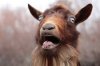 surprised goat.jpg
