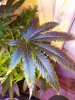 Black sativa fan leaf.jpg