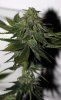 BRxBP-BX1-P2-Day56-Harvest-2.JPG