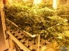 Marijuana-Hydroponics-Systems-Aeroponics.jpg