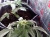 Diesel ryder day 27 from seed.jpg