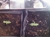 bag seed day 5.jpg