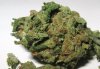 jack herer close up.jpg