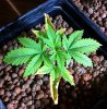 potassium-deficiency-young-cannabis.jpg