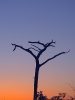 sunset tree.jpg