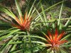 bromeliad unknown.jpg