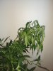 IMG_20190104_161715829.jpg