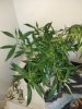 IMG_20190104_161734463.jpg