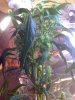 tall weed 001.jpg