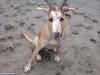 Goat-Dog-11083.jpg