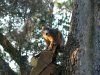 Fox Squirrel.jpg