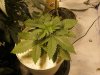 darrenspics 069.jpg