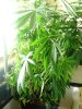 12 Weeks Old (3 weeks flowering)06.jpg