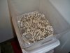 first flush 3.jpg