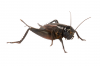 ter-insects-cricket_main_9280.png