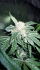 JointMonster - Remo Chemo Full Plant02.png