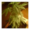 LITTLE BUD SATIVA 1 MONTH AND 10 DAYS OLD1.JPG