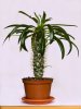 1280-482018763-house-plant.jpg