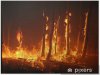 posters-burning-trees-in-the-forest.jpg
