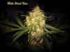 White Diesel Haze Day 60.jpg