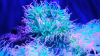 videoblocks-closeup-sea-anemone-sea-life_sru_nxxhm_thumbnail-full01.png