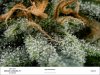 creamcaramelday38trichomes.jpg