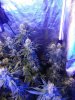 Day41f.jpg