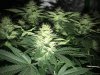 GSC Day 91 Flower 1.JPG