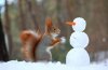 squirrel-play-with-snow.jpg