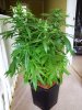 13 weeks old (5 weeks flowering) (3).jpg