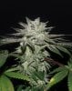 secret cookies x kush mints 11 #3 - Copy (2) - Copy.jpg