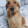 giphy - 2019-03-19T195922.299.gif