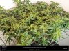 Dinafem _ Purps#1-Scrog top view.jpg