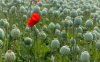 opium poppies.jpg