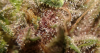 pink trichs 1.png